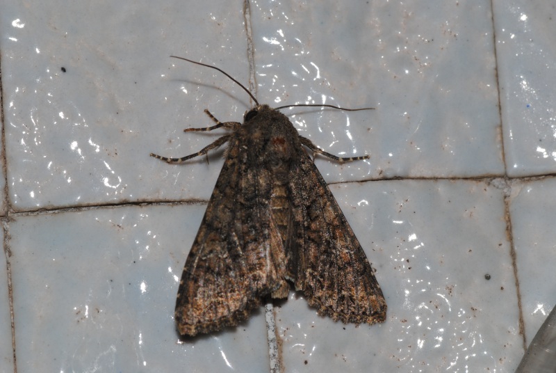 Identificazione